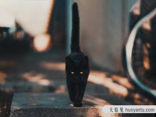 猫怕黑吗(猫怕黑吗晚上要关灯吗)