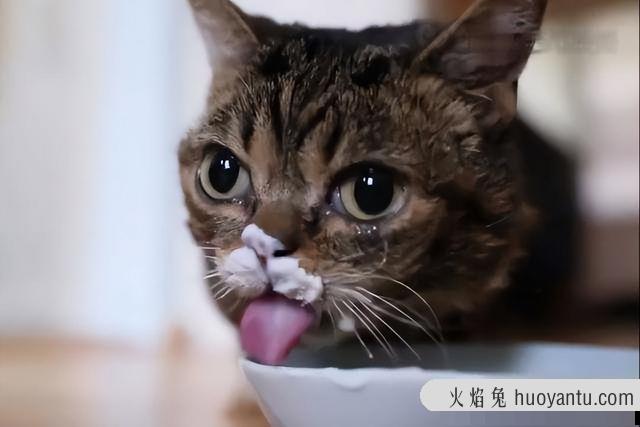 猫吃鸡胸肉的好处与功效(猫吃鸡胸肉的好处有哪些)