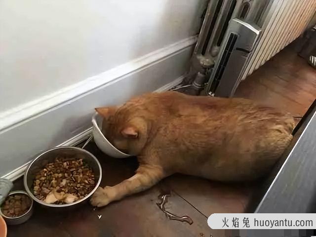 猫能吃栗子吗(宠物猫能吃栗子吗)