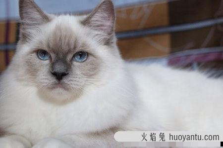 猫鼻子发白是什么原因(猫鼻子发白是什么原因引起的)