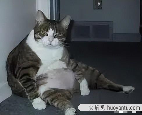 猫能吃栗子吗(宠物猫能吃栗子吗)