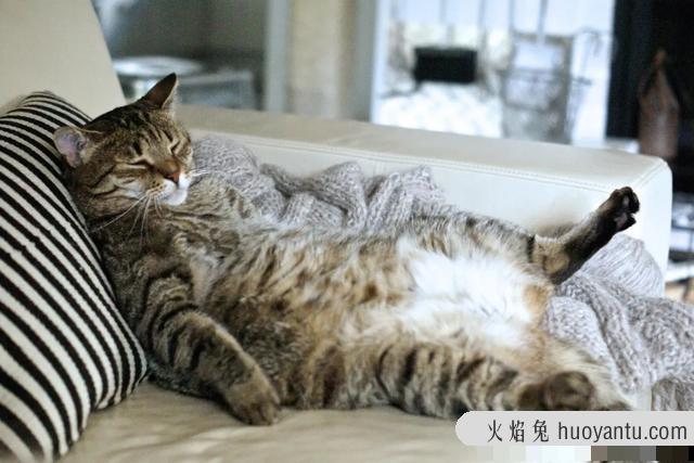 猫能吃栗子吗(宠物猫能吃栗子吗)