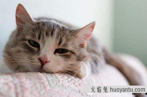 猫鼻子发白是什么原因(猫鼻子发白是什么原因引起的)