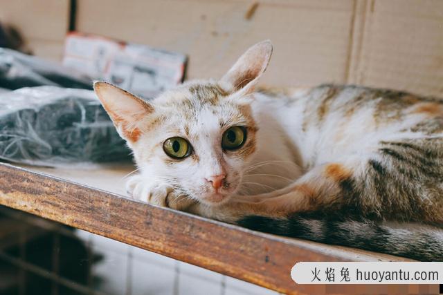 猫吃什么胖的最快(猫吃什么能变胖的快一些)