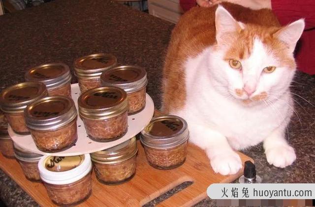 猫能吃栗子吗(宠物猫能吃栗子吗)