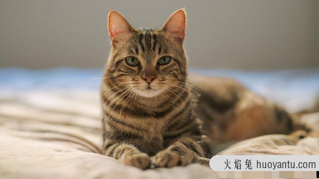 猫吃什么胖的最快(猫吃什么能变胖的快一些)