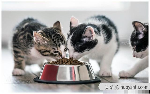 猫吃什么胖的最快(猫吃什么能变胖的快一些)