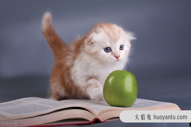 猫咪可以吃苹果吗(三个月的猫咪可以吃苹果吗)