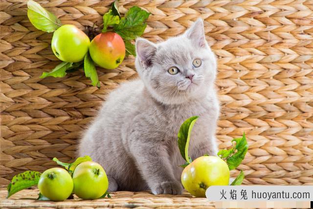 猫咪可以吃苹果吗(三个月的猫咪可以吃苹果吗)