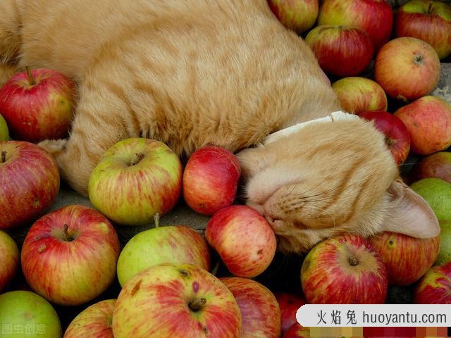 猫咪可以吃苹果吗(三个月的猫咪可以吃苹果吗)