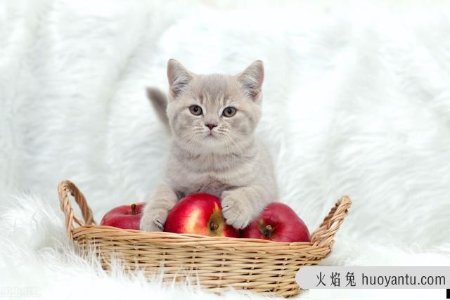 猫咪可以吃苹果吗(三个月的猫咪可以吃苹果吗)