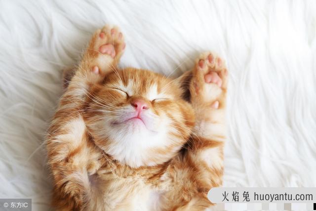 猫走丢了能自己回家吗(猫一般走丢了会不会回家)