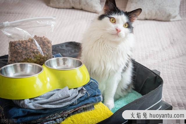 快递可以寄猫吗(顺丰快递可以寄猫吗)