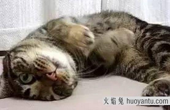 猫竖尾巴表示什么意思(猫竖尾巴啥意思)