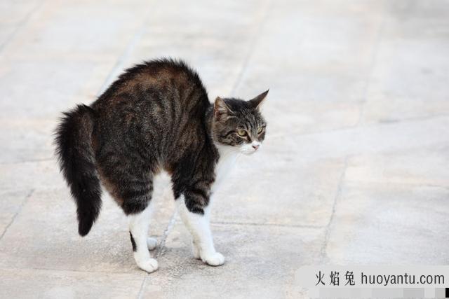 猫竖尾巴表示什么意思(猫竖尾巴啥意思)