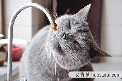 猫能吃糖吗(宠物猫可以吃糖吗)