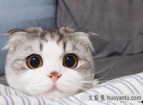 猫能吃糖吗(宠物猫可以吃糖吗)