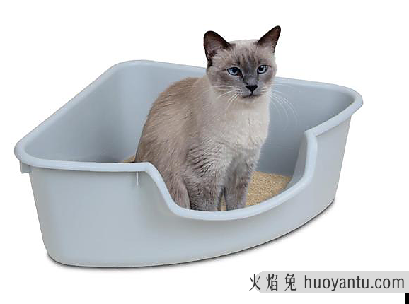 猫吃猫砂会怎么样(猫吃猫砂有事吗)