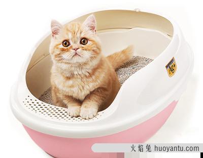 猫吃猫砂会怎么样(猫吃猫砂有事吗)