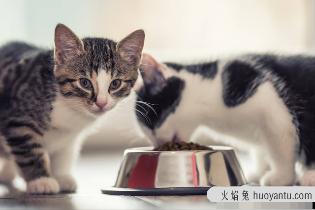 1到2个月的小猫吃什么(2个月的小猫吃什么)