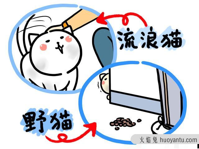 喂流浪猫吃什么(喂流浪猫吃什么比较好)