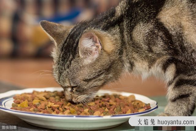 喂流浪猫吃什么(喂流浪猫吃什么比较好)