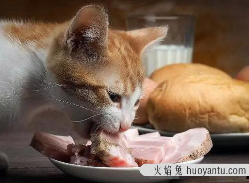 猫咪吃什么能长胖(猫咪吃什么能增肥)