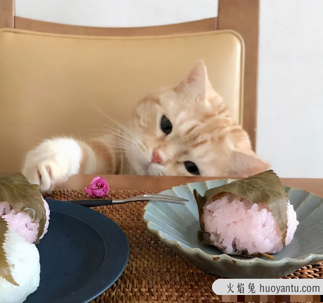 猫咪零食哪个牌子最好(宠物猫零食哪个品牌好)