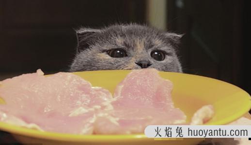 猫咪吃什么能长胖(猫咪吃什么能增肥)