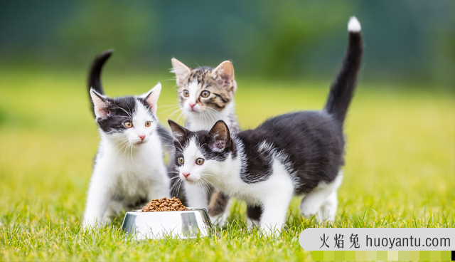 猫咪零食哪个牌子最好(宠物猫零食哪个品牌好)