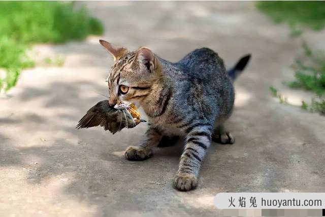 闹猫是什么意思(闹猫是啥意思)