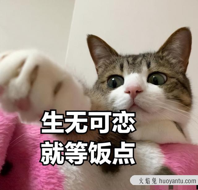 闹猫是什么意思(闹猫是啥意思)