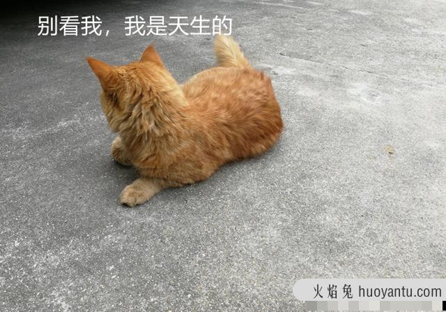 猫能吃胡萝卜吗(宠物猫能吃胡萝卜吗)