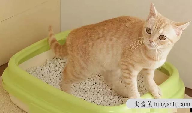 猫能吃胡萝卜吗(宠物猫能吃胡萝卜吗)