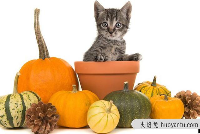 猫能吃南瓜吗(宠物猫能吃南瓜吗)