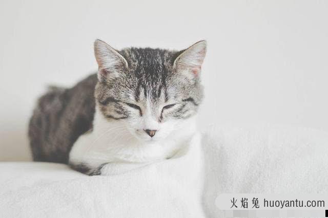 怎么给猫量体温(用体温计给猫量体温)