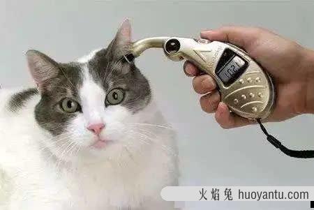 怎么给猫量体温(用体温计给猫量体温)