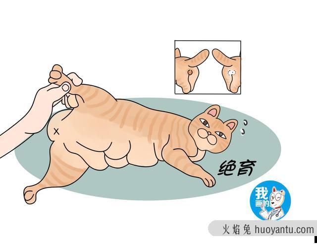 猫咪隐睾有什么危害(猫咪隐睾的危害)