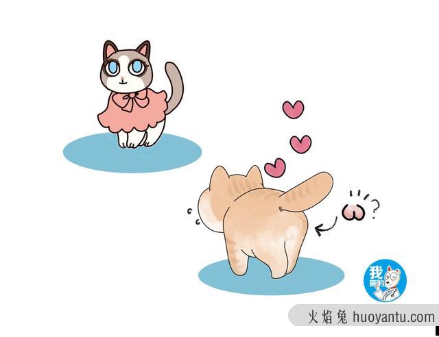 猫咪隐睾有什么危害(猫咪隐睾的危害)