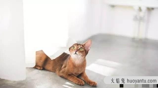 阿比西尼亚猫有几种颜色(阿比西尼亚猫有什么颜色)