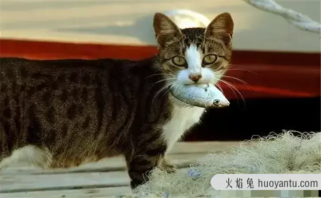 猫能吃火腿肠吗(两个月的小猫能吃火腿肠吗)