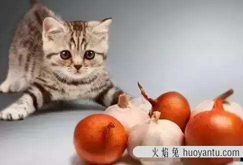 猫能吃火腿肠吗(两个月的小猫能吃火腿肠吗)