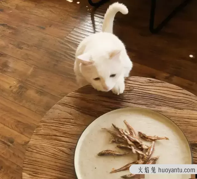 猫能吃火腿肠吗(两个月的小猫能吃火腿肠吗)