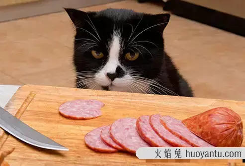 猫能吃火腿肠吗(两个月的小猫能吃火腿肠吗)