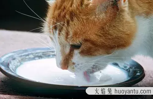 猫能吃火腿肠吗(两个月的小猫能吃火腿肠吗)