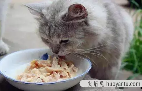 猫能吃火腿肠吗(两个月的小猫能吃火腿肠吗)