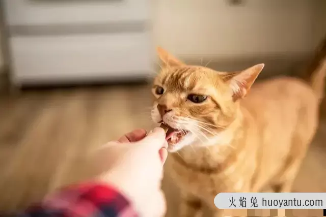 猫能吃火腿肠吗(两个月的小猫能吃火腿肠吗)