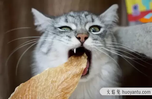 猫能吃火腿肠吗(两个月的小猫能吃火腿肠吗)