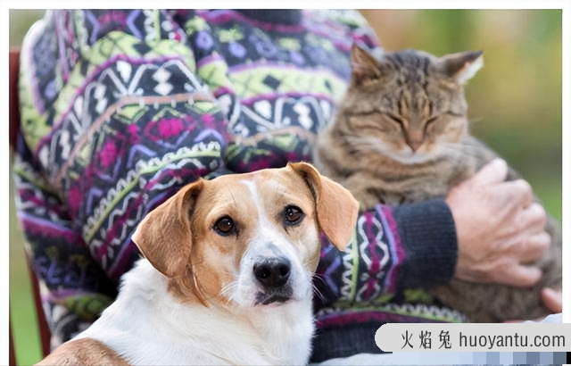 养猫和养狗的区别有多大(养猫与养狗有什么区别)