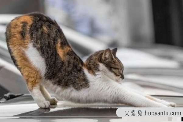 猫伸懒腰什么意思(猫伸懒腰是什么意思)